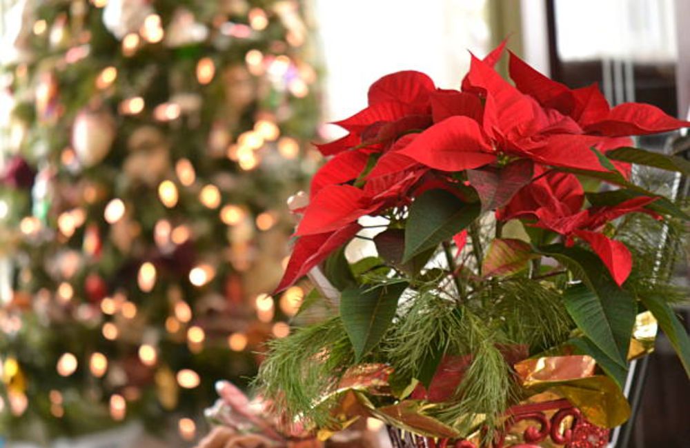 Holiday Décor In Fort Lauderdale, FL